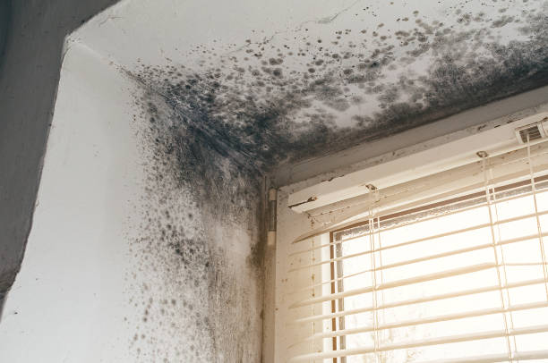 Affordable Mold Remediation solutions in Sherwood, OR